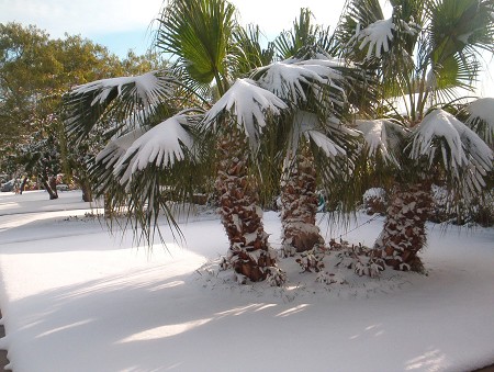 La nieve llega a Florida y azota a otros estados del sur de EE.UU. La nieve llega a Florida y azota a otros estados del sur de EE.UU.