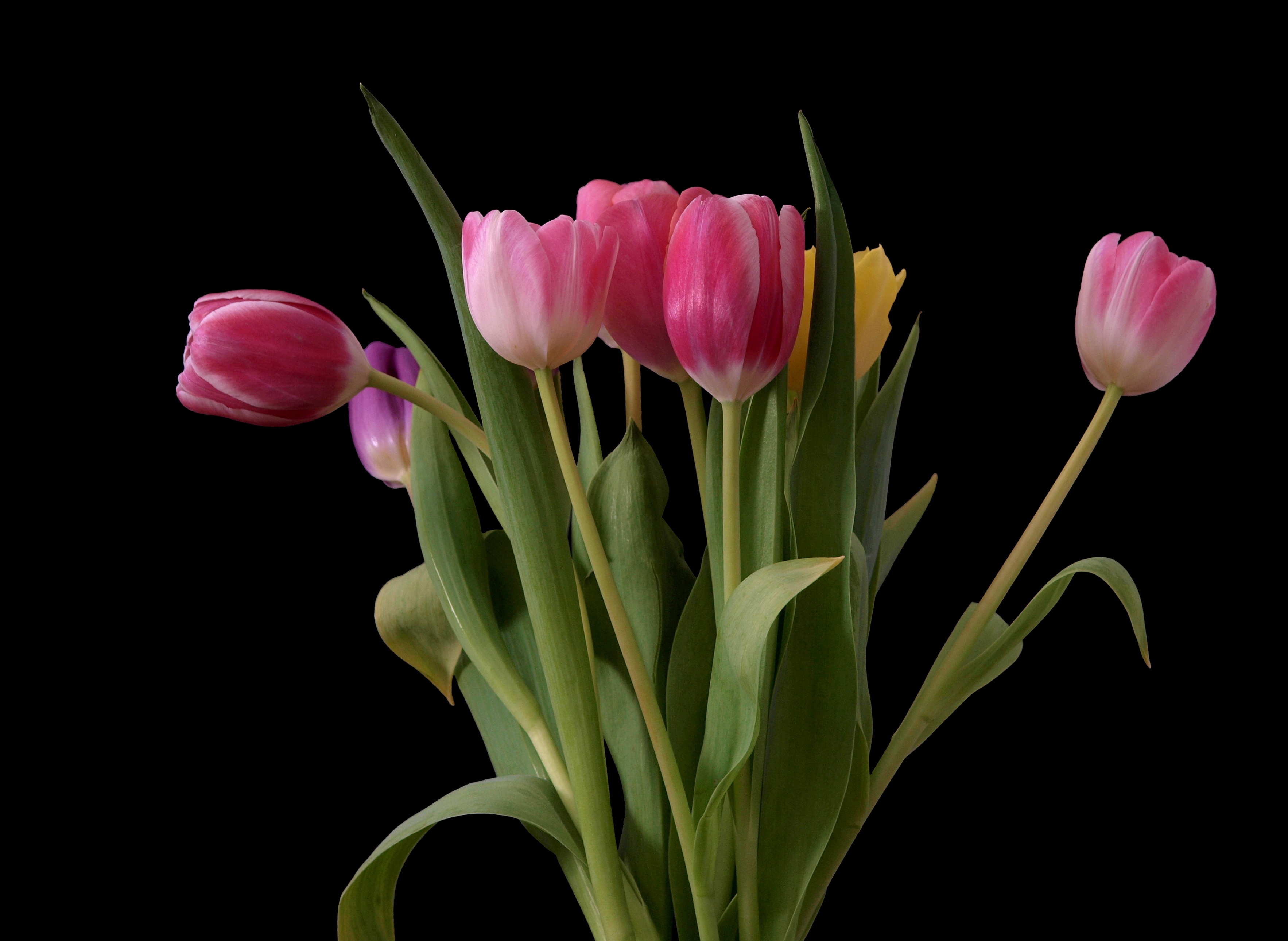 Las flores, favoritas en San Valentín, también pasan por rigurosa revisión Las flores, favoritas en San Valentín, también pasan por rigurosa revisión