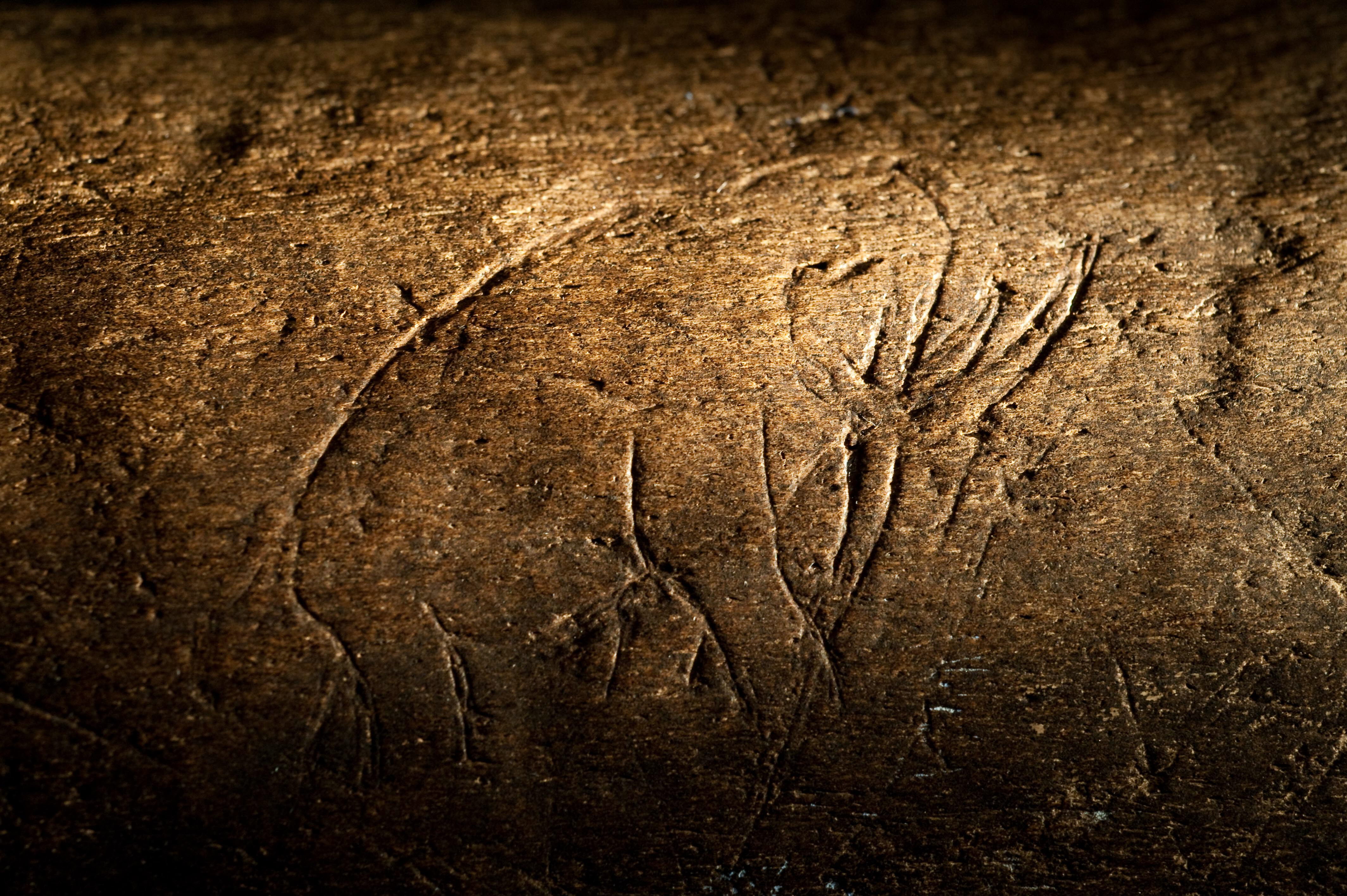 Talla de fósil hallado en Florida puede tener unos 13.000 años de antigüedad Talla de fósil hallado en Florida puede tener unos 13.000 años de antigüedad