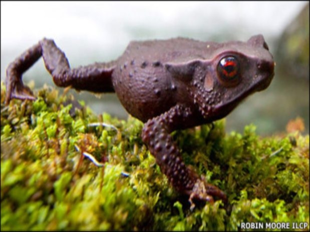 Colombia: encuentran a la rana “rubí” y otras dos nuevas especies Colombia: encuentran a la rana “rubí” y otras dos nuevas especies