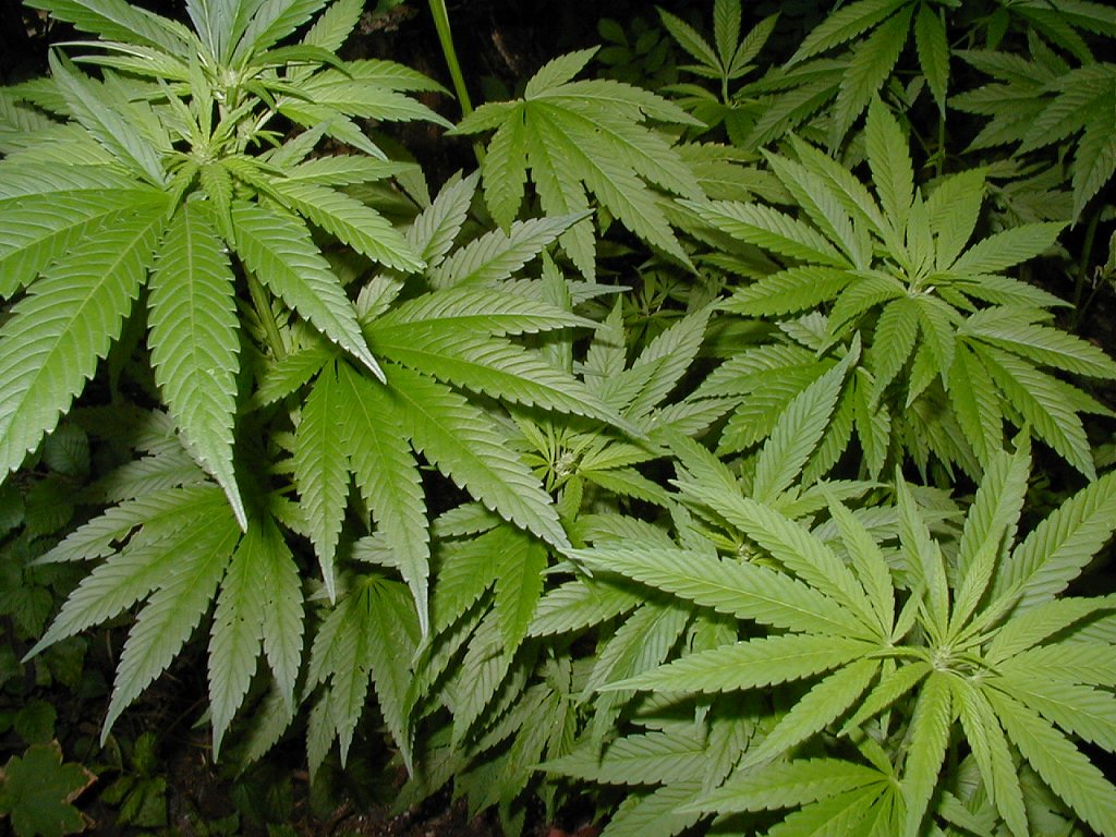 California rechaza consumo legal de marihuana California rechaza consumo legal de marihuana