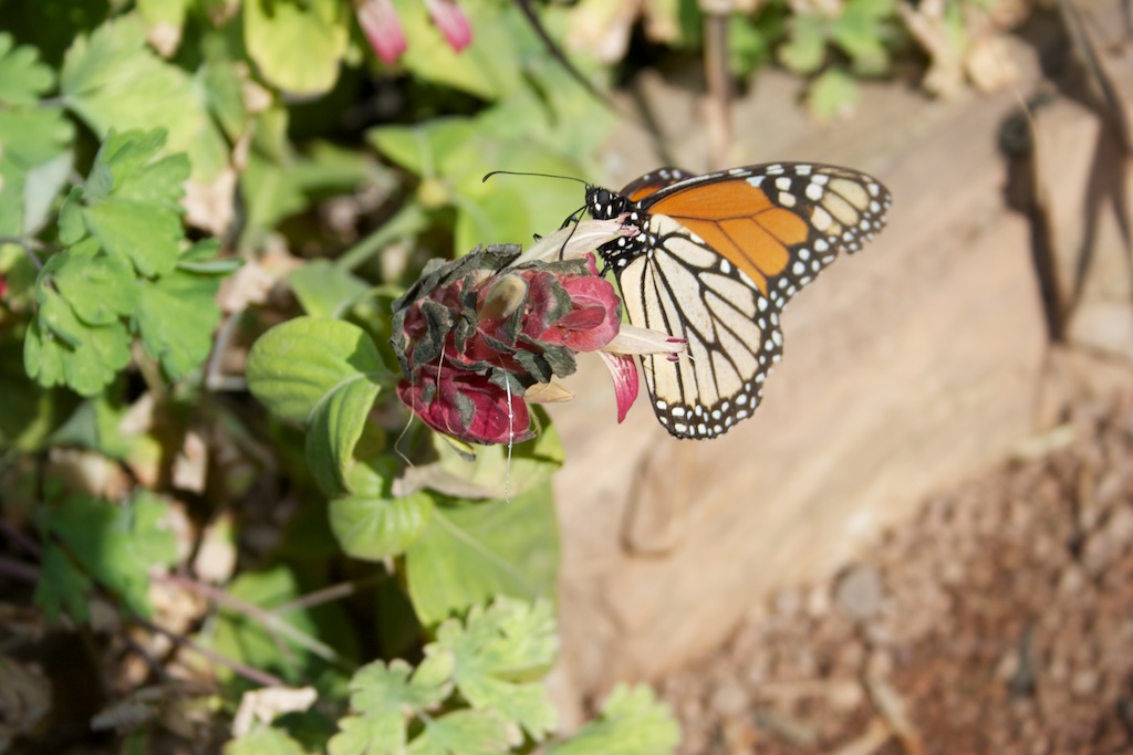Abren al público santuarios mexicanos de la mariposa Monarca Abren al público santuarios mexicanos de la mariposa Monarca