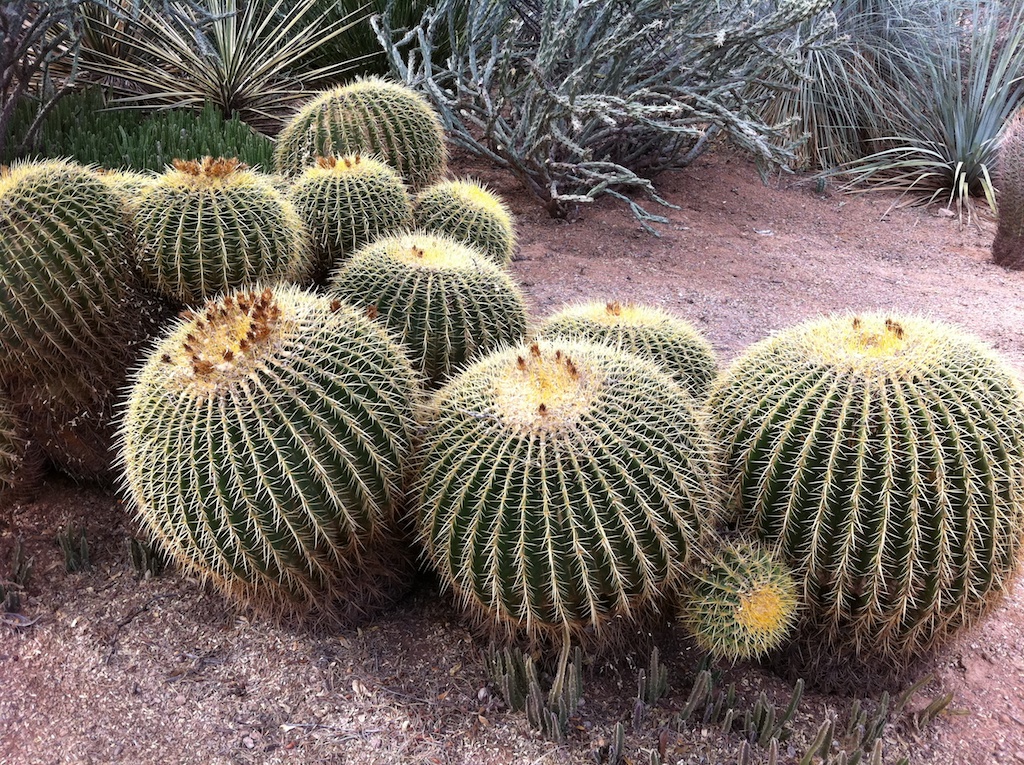 Las maravillas del desierto están muy cerca Las maravillas del desierto están muy cerca
