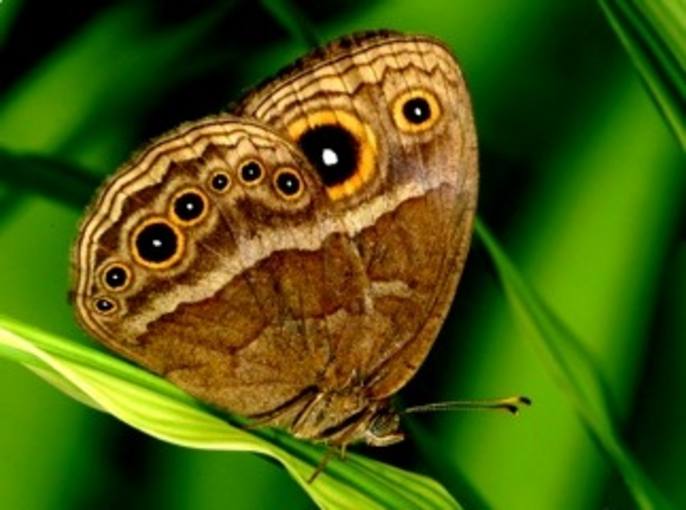 El complejo sexo de las mariposas africanas El complejo sexo de las mariposas africanas