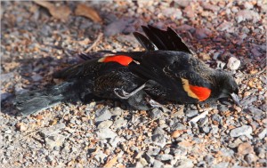 Pajaro