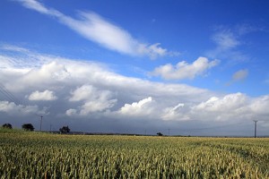 corn-fields