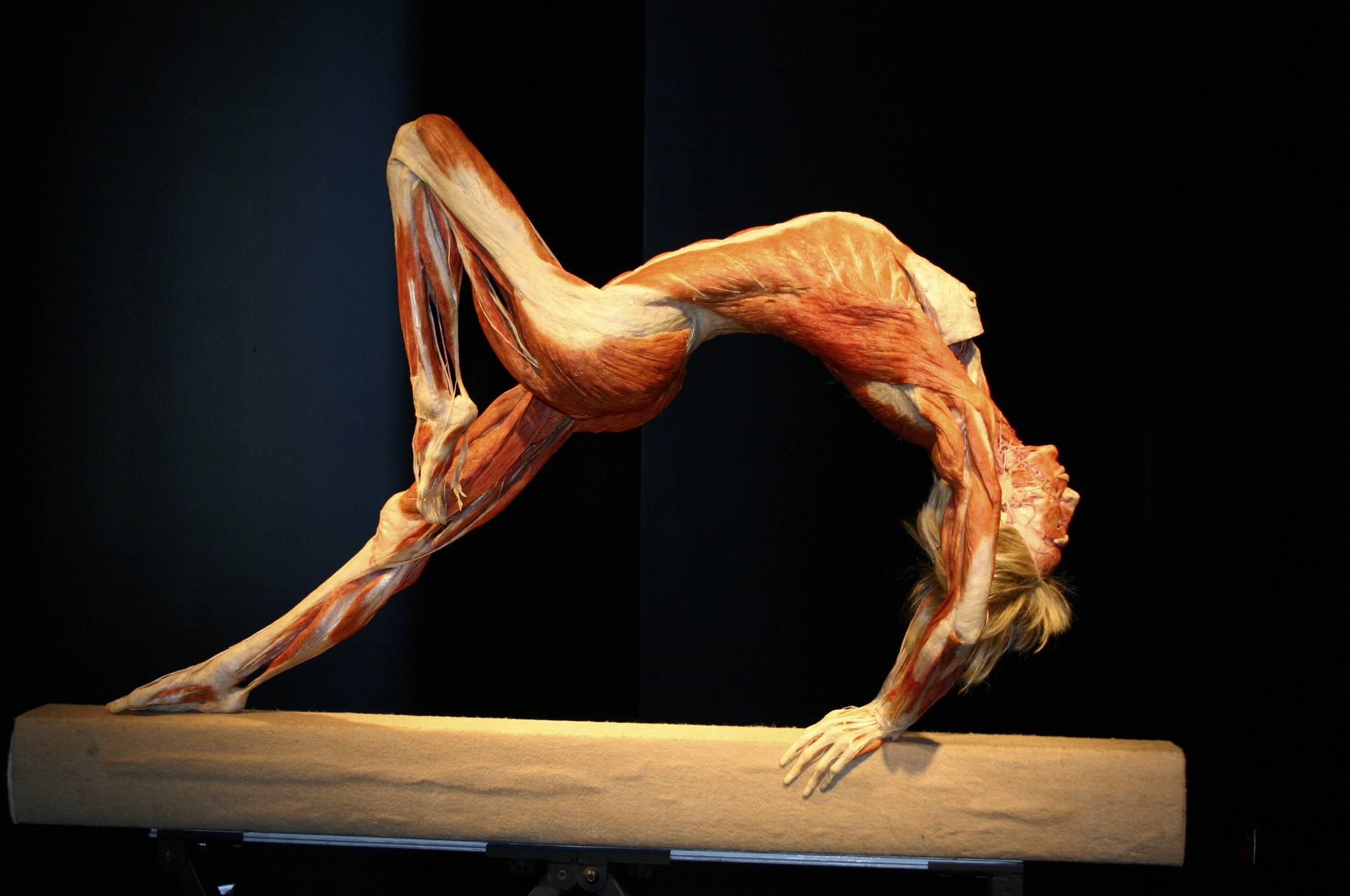 “Body Worlds & The Brain”, una exhibición real del cuerpo y el cerebro humano “Body Worlds & The Brain”, una exhibición real del cuerpo y el cerebro humano