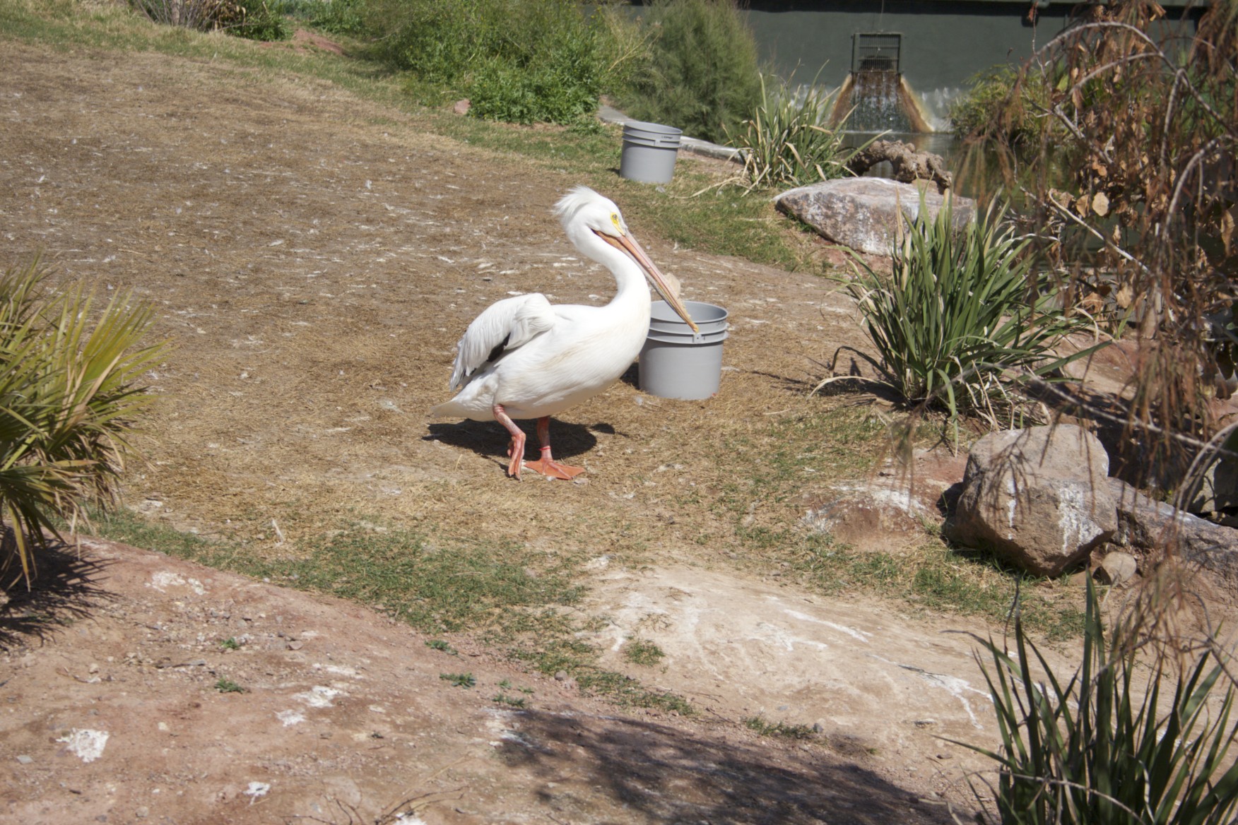 Phoenix Zoo, diversión y educación a favor de la conservación de las especies Phoenix Zoo, diversión y educación a favor de la conservación de las especies