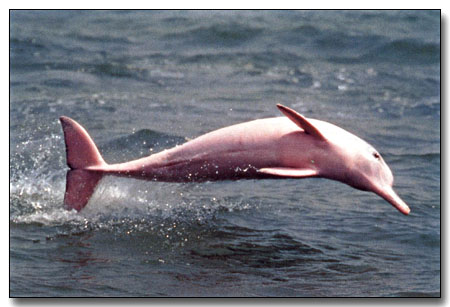 Vuelven los delfines rosados al Amazonas Vuelven los delfines rosados al Amazonas