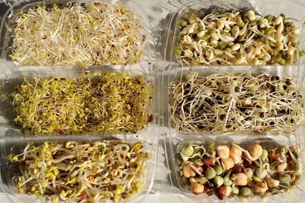 E. coli: ¿por qué las semillas germinadas? E. coli: ¿por qué las semillas germinadas?