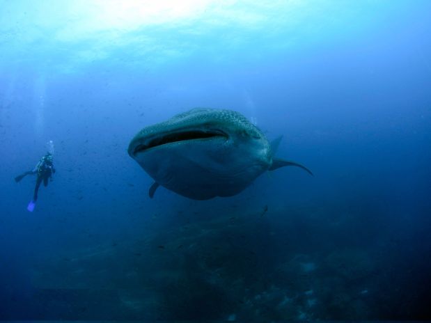 Lanzan investigación sobre gigantesco tiburón ballena Lanzan investigación sobre gigantesco tiburón ballena