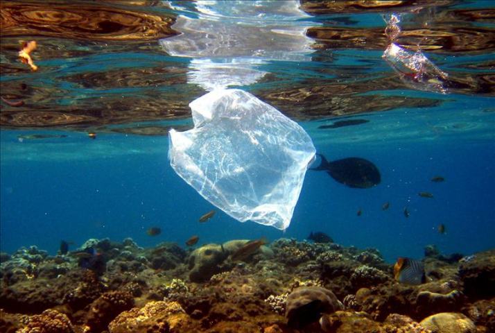 El aumento de plásticos en el Pacífico altera la vida marina, según un estudio El aumento de plásticos en el Pacífico altera la vida marina, según un estudio