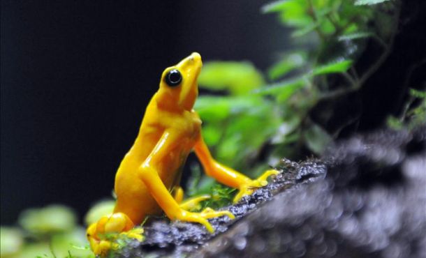 Más animales y plantas en peligro de extinción debido a la sobreexplotación por razones económicas Más animales y plantas en peligro de extinción debido a la sobreexplotación por razones económicas