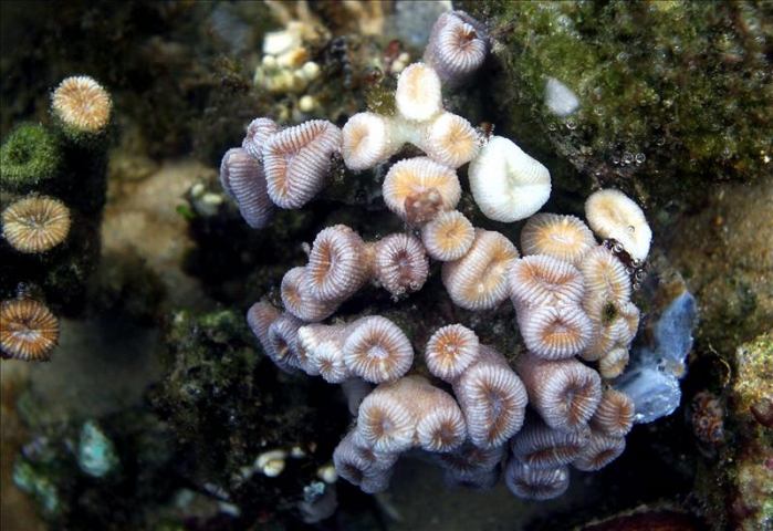 Latinoamérica necesita doblar esfuerzos para preservar su riqueza ambiental Latinoamérica necesita doblar esfuerzos para preservar su riqueza ambiental