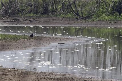 Miles de peces mueren en ríos por sequía Miles de peces mueren en ríos por sequía