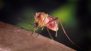 virus-nilo-mosquito-muertes-eeuu--644x362-630x354x80xX-1
