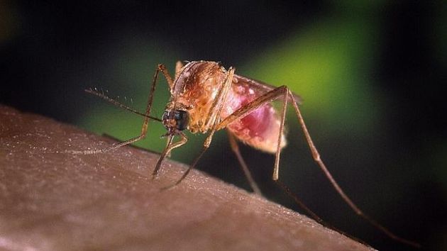 Con 41 muertos, virus del Nilo escala a nivel récord en Estados Unidos
