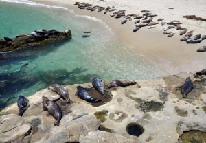 egún un conteo oficial, unos 520 pequeños leones marinos han sido internados en cinco centros de rescate a lo largo de un tramo de costa del Pacífico de California, entre Imperial Beach, en la frontera con México, hasta el norte de Los Ángeles.