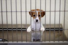 Una mascota puede ser su mejor amuleto de buena suerte para toda la vida Una mascota puede ser su mejor amuleto de buena suerte para toda la vida