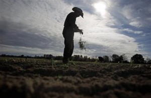 Un jornalero deshoja una planta de cebolla Vidalia antes de plantar sus raíces en un cultivo en Lyons, Georgia. (Foto AP/David Goldman, Archivo)