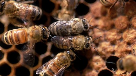 Muere montañista por picadura de abejas Muere montañista por picadura de abejas
