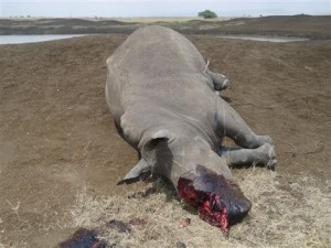 En esta foto del 10 de agsto del 2013 proveída por el Servicio de Fauna de Kenia se ve un ronoceronte muerto en el Parque Nacional de naironi. Els ervicio dijo que el animal fue muerto a tiros por cazadores furtivos que le arrancaron el cuerno. (Foto AP/Servicio de Fauna de Kenia)