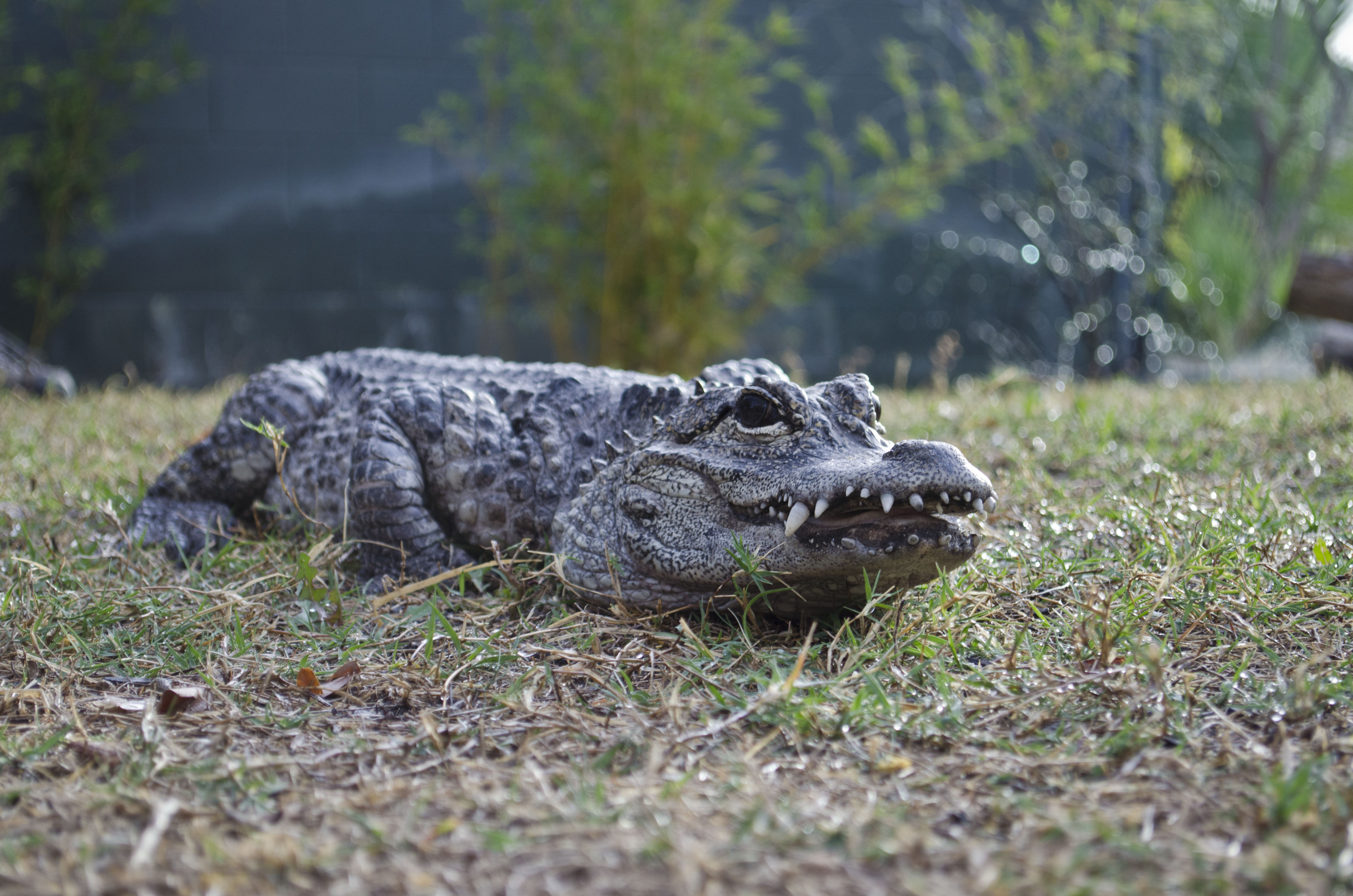 Phoenix Zoo adquiere animales del zoológico de Las Vegas Phoenix Zoo adquiere animales del zoológico de Las Vegas