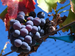 El Resveratrol, presente en la piel y la semilla de la uva negra y sus derivados como el vino tiento y en menor cantidad en nueces, maníes, moras y arándanos azules es ahora una de las sustancias más investigadas del mundo, no sólo por sus propiedades estéticas vinculadas a reparar y evitar el envejecimiento de la piel, sino también por sus eficacia para luchar contra determinadas patologías que acompañan al envejecimiento en general, como por ejemplo las enfermedades neurodegenerativas y cardiovasculares.