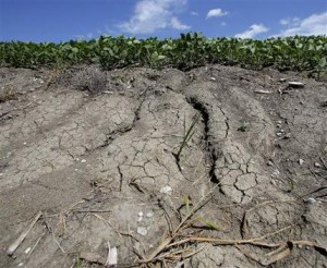 En esta imagen del 26 de julio de 2013 se observa la erosión eun campo de soya que hace poco comenzó a usarse para otros cultivos cerca de Corydon, Iowa. (Foto AP/Charlie Riedel)