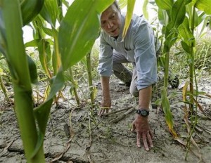 En esta imagen del 20 de julio de 2013, el ambientalista Craig Cox estudia un campo de maíz cerca de Ames, Iowa. El pronóstico del gobierno sobre los beneficios del etanol ha probado ser tan inexacto que científicos independientes se cuestionan si alguna vez logrará su principal meta ambiental: reducir los gases de invernadero. "Esto es un desastre ecológico", dijo Cox. (Foto AP/Charlie Riedel)