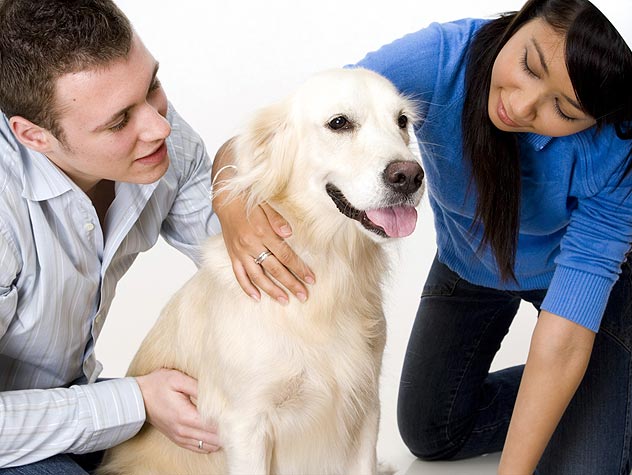 Según un estudio pasar tiempo con su perro podría ayudar a reducir su presión arterial Según un estudio pasar tiempo con su perro podría ayudar a reducir su presión arterial