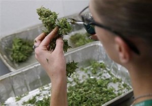 Una empleada recorta hojas de plantas de marihuana para separar los retoños que serán vendidos en el dispensario de marihuana Medicine Man que será abierto para la venta al consumidor a comienzos de 2014 en Denver en una fotografía del 27 de diciembre de 2013. Colorado hace los últimos preparativos para vender marihuana con fines recreativos a partir del 1 de enero de 2014. (Foto AP/Brennan Linsley)