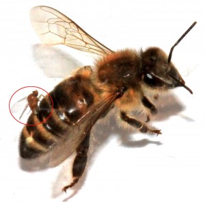 una mosca se adhiere a la abeja y le inyecta sus huevos, que crecen en el organismo receptor. Se cree que esto provoca daño neurológico, el cual produce un movimiento errático e involuntario, al igual que actividad nocturna, "como un zombi".