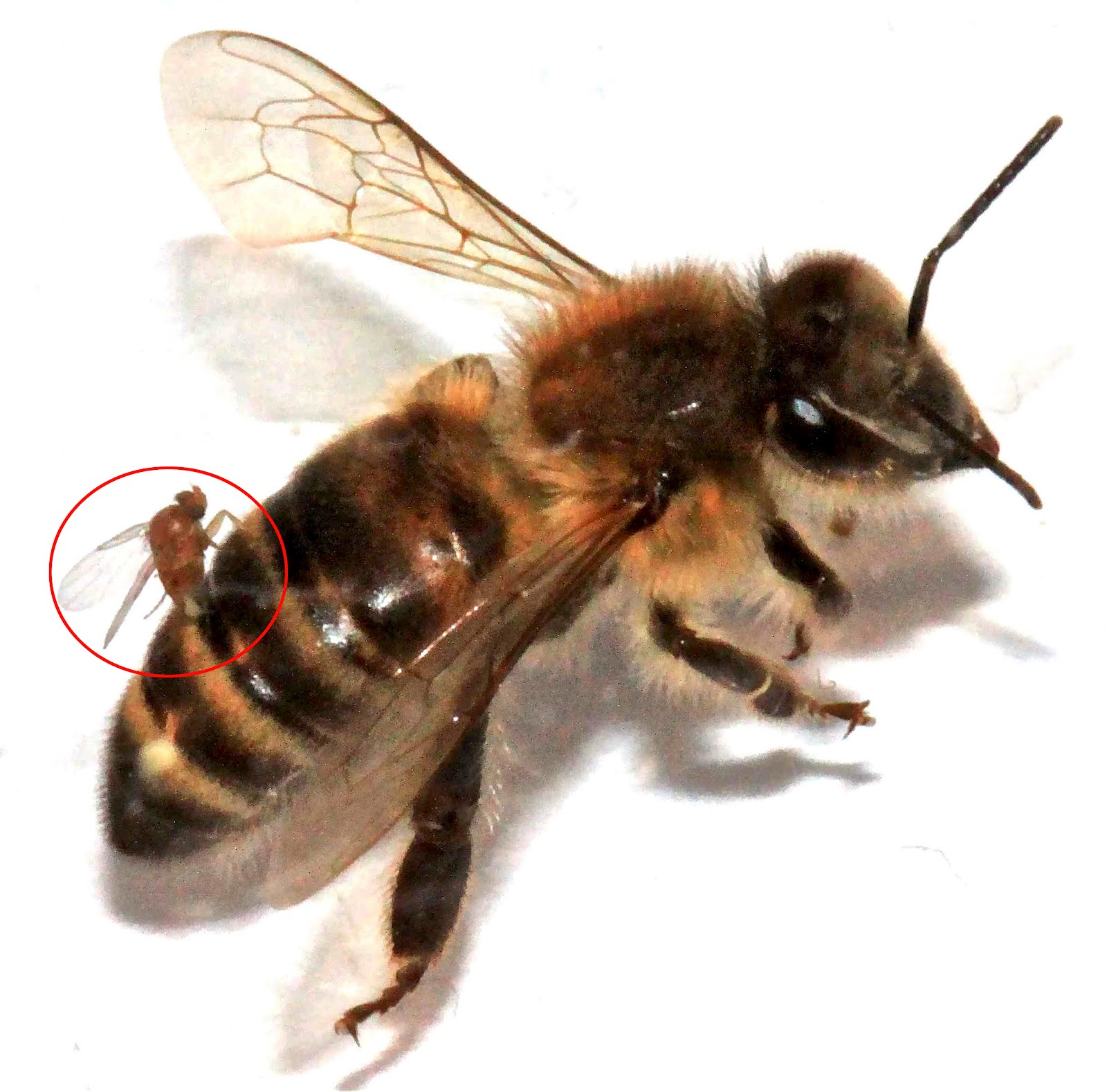 Abejas “zombis” llegan a Vermont Abejas “zombis” llegan a Vermont