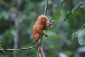 El mono tití de oreja blanca es un buen ejemplo, de la rápida extinción . Su hábitat se ha reducido debido al desarrollo en Brasil, y un tití que rivaliza con él se ha apoderado del lugar donde vive. Ahora se encuentra en la lista internacional de fauna vulnerable.