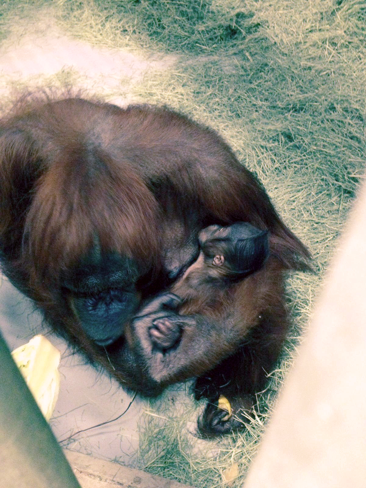 Nace Orangután de Borneo en el Phoenix Zoo Nace Orangután de Borneo en el Phoenix Zoo