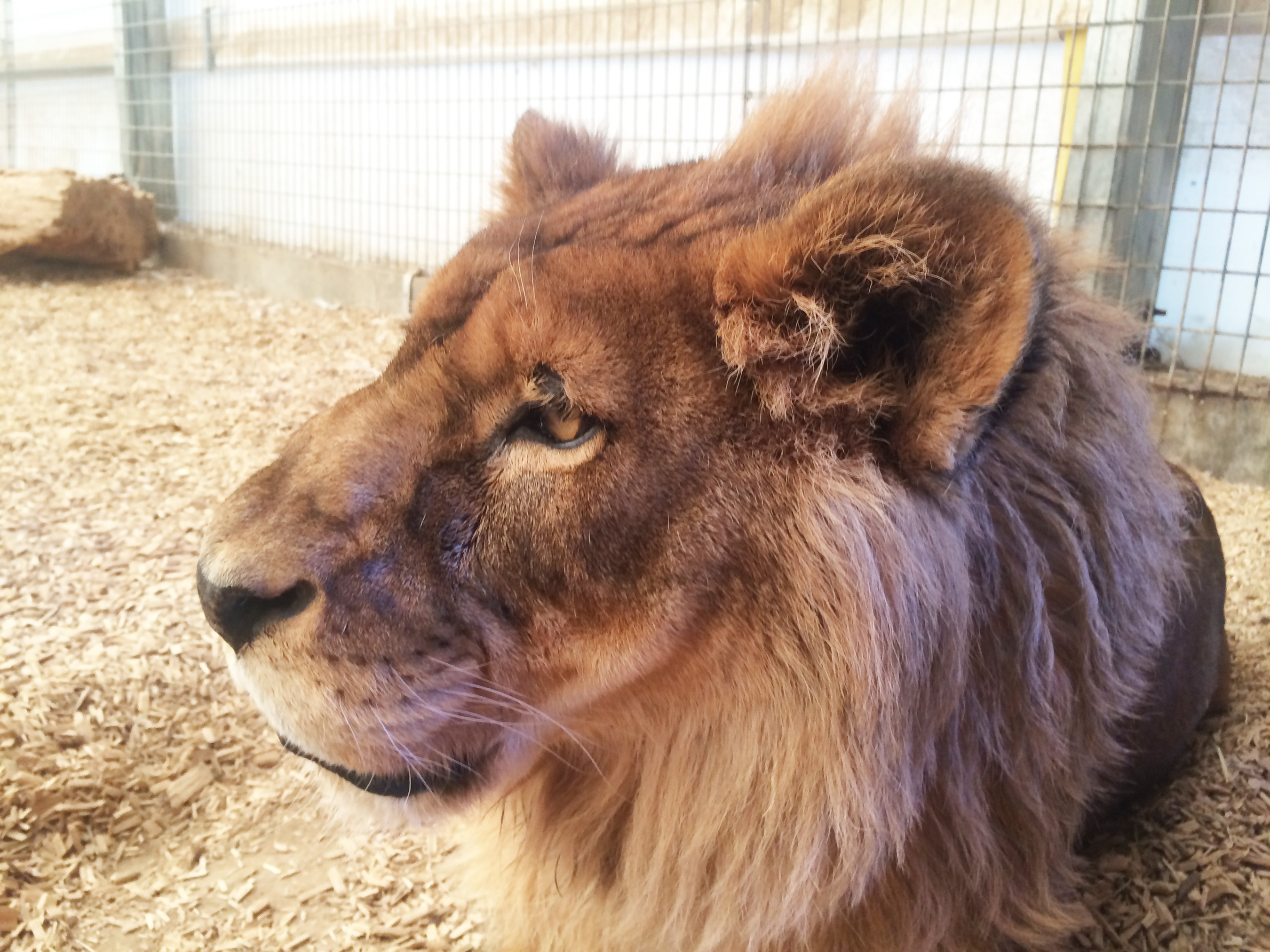 Leones africanos rescatados en México Leones africanos rescatados en México