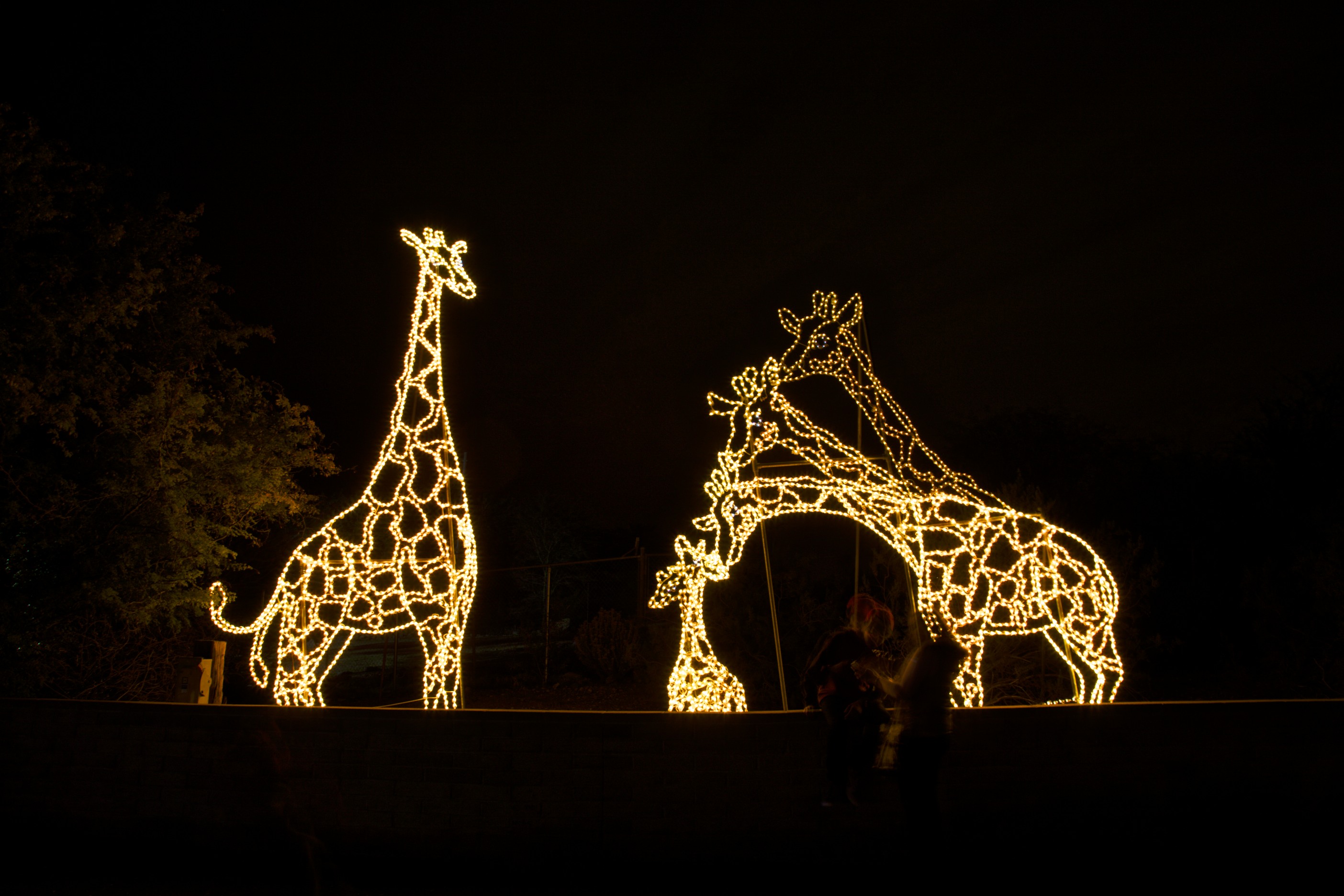 ZooLights en Phoenix Zoo, da comienzo a la temporada navideña ZooLights en Phoenix Zoo, da comienzo a la temporada navideña