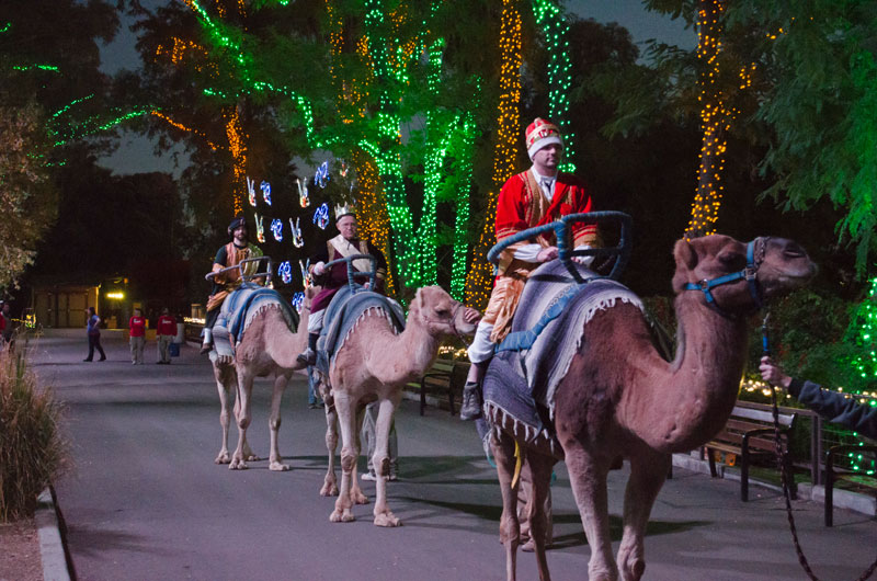 El Phoenix Zoo celebra La Noche de Reyes Magos El Phoenix Zoo celebra La Noche de Reyes Magos