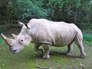 Un rinoceronte blanco del norte murió este domingo en un zoológico tipo Safari de la ciudad de San Diego, con lo que únicamente quedan cinco ejemplares en el mundo de esta especie al borde de la extinción.