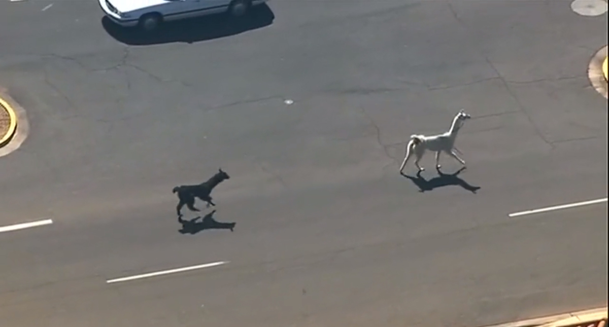 Sun City al oeste de Phoenix, salta a la fama mundial por caso de llamas
