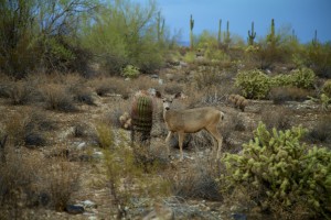 En el lugar habitan diferentes especies de reptiles nativas y de mamíferos como el jabalí, leones de montaña, coyotes y la especie de cervatillo típica de América del Norte, llamada “Mule Deer”, debido a largo de sus orejas muy parecidas a las de un asno. Foto: Maria Bonilla/Panorama Online