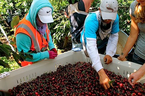 Falla informática atrapa a cientos de recolectores de fruta mexicanos en cruce fronterizo San Diego-Tijuana Falla informática atrapa a cientos de recolectores de fruta mexicanos en cruce fronterizo San Diego-Tijuana