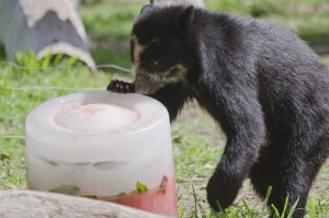 Los animales del Phoenix Zoo también podrán divertirse, en este día de "invierno", durante Winter in July
