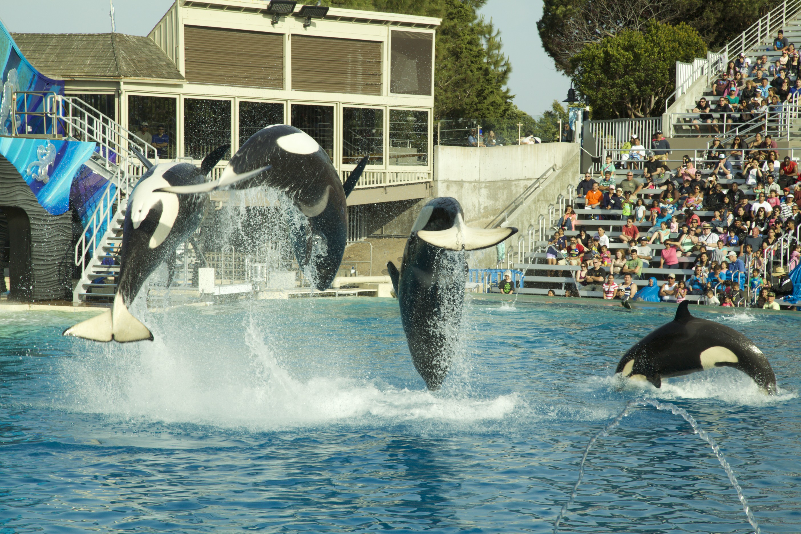 SeaWorld decide acabar con los espectáculos de orcas tras años de polémica SeaWorld decide acabar con los espectáculos de orcas tras años de polémica