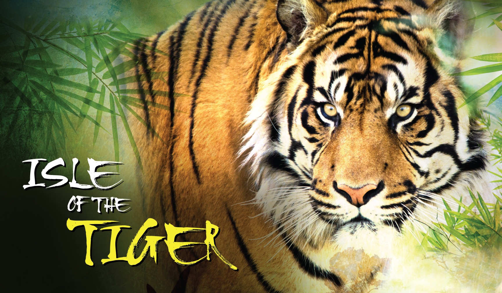 Los tigres de Sumatra del Phoenix Zoo estrenan nuevo hogar y luchan por la conservación de su especie Los tigres de Sumatra del Phoenix Zoo estrenan nuevo hogar y luchan por la conservación de su especie