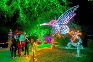 Este año las nuevas atracciones llegan a enriquecer la experiencia y los visitantes podrán disfrutar de gran variedad de nuevas figuras iluminadas en 3D y 4D, como un hermoso pájaro colibrí