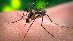 Este virus, de origen africano, es transmitido por los mismos mosquitos del dengue y el chikungunya: el Aedes Albopictus y el Aedes Aegyptis, fácil de reconocer por sus patas con rayas blancas