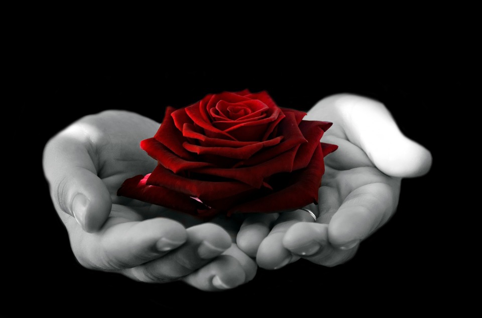 Rosas y espinas: en este Día de San Valentín dígale no al abuso Rosas y espinas: en este Día de San Valentín dígale no al abuso