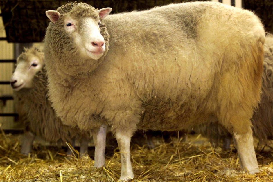 Se cumplen 20 años de la clonación de la oveja Dolly, un hito de la genética Se cumplen 20 años de la clonación de la oveja Dolly, un hito de la genética